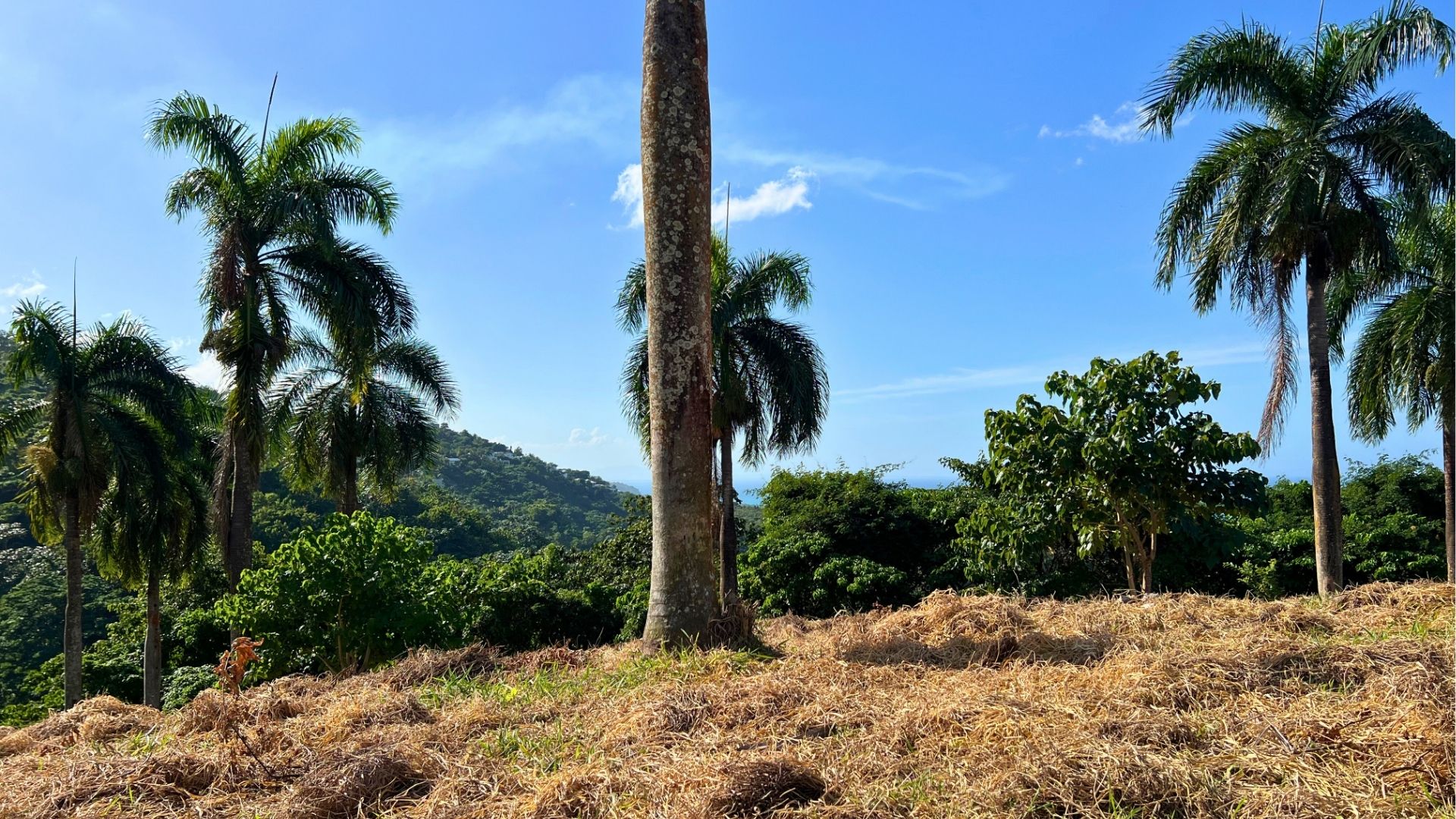 photo of property in dominican republic