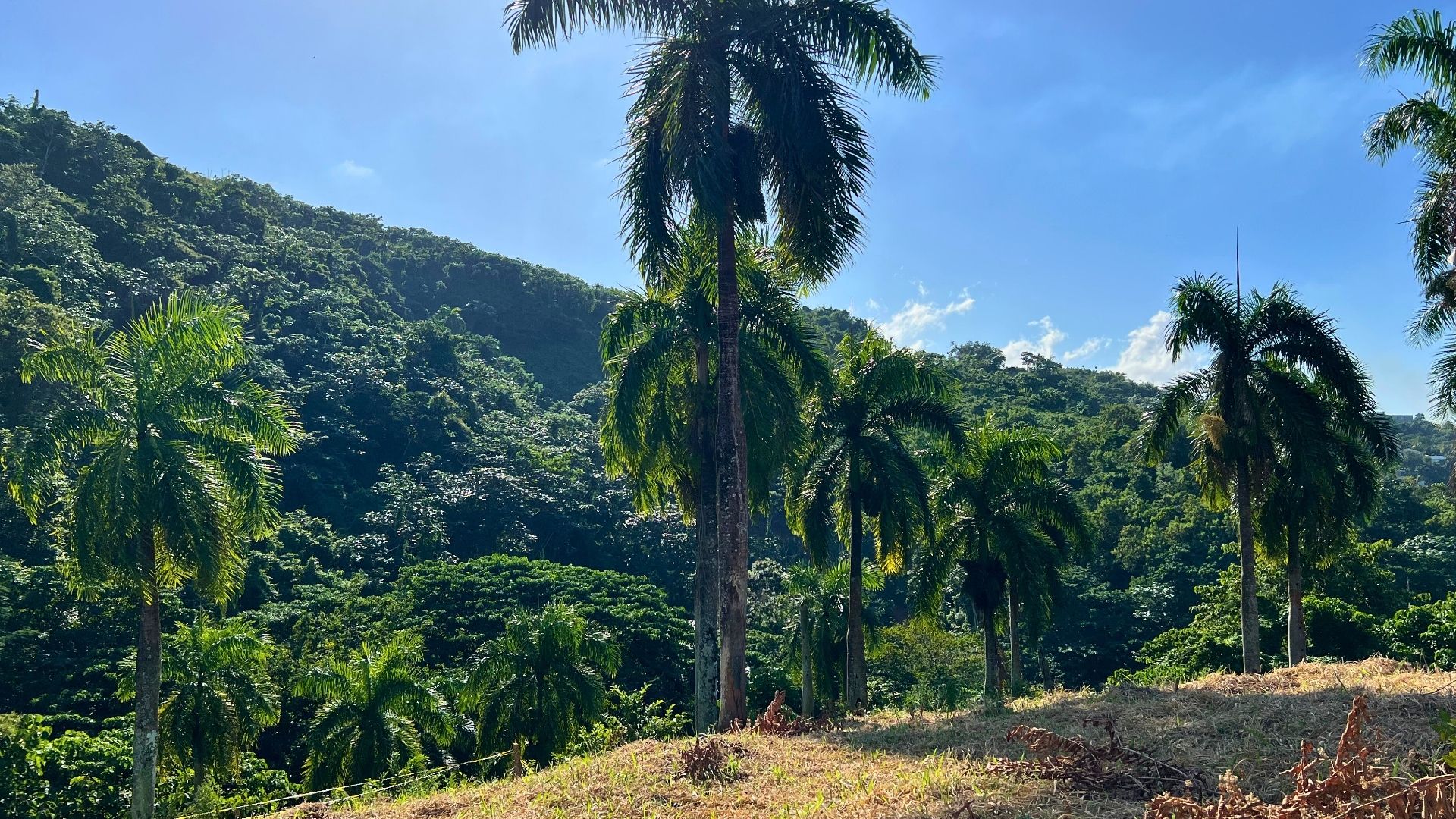 photo of property in dominican republic