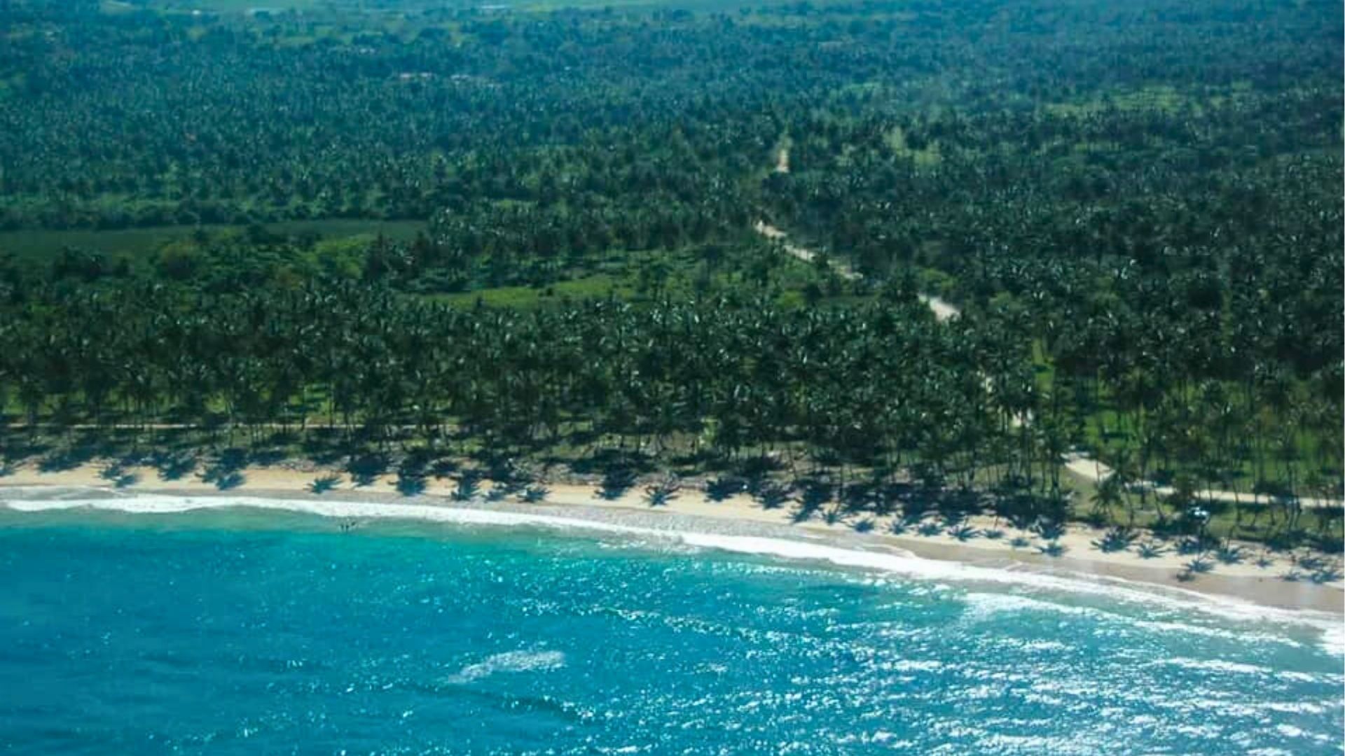 Spectacular Beachfront Lot with Palm Grove – Over 24,000 m² of Untouched Paradise
